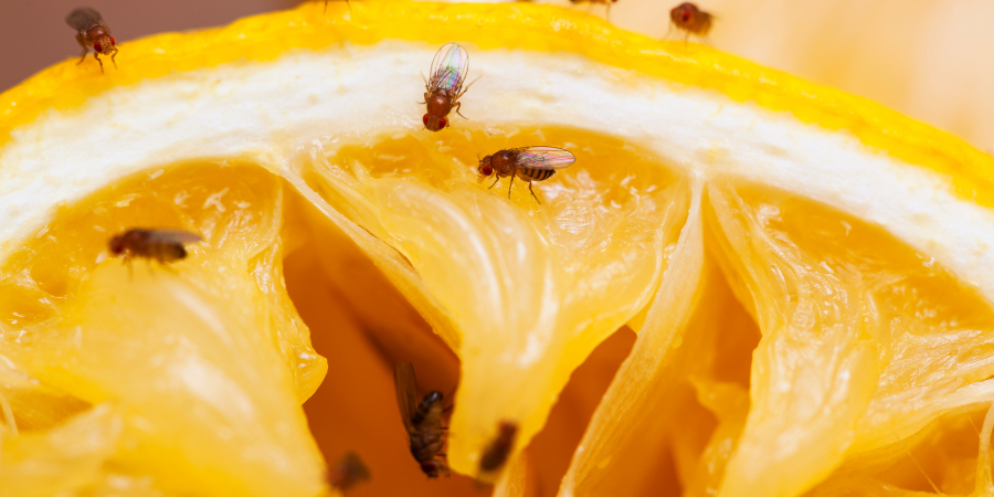 Fruit flies